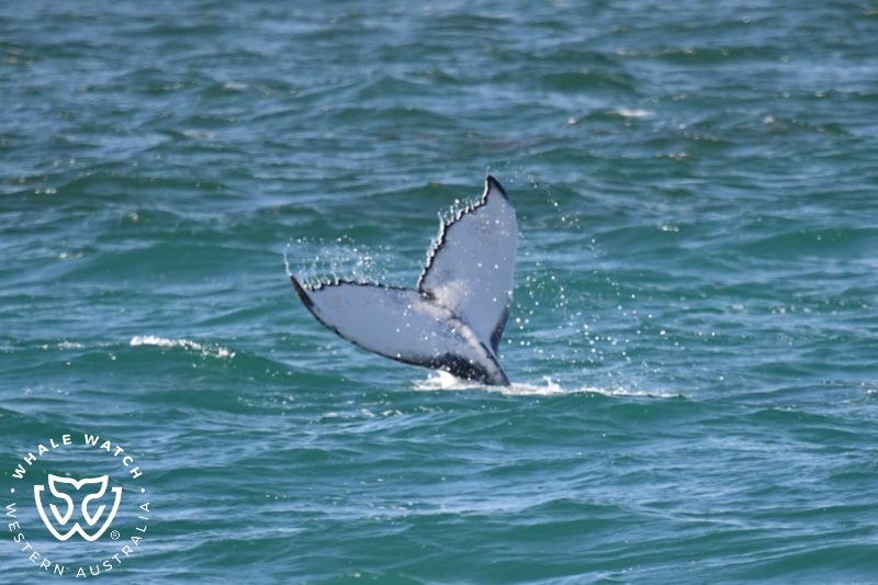 Whale Watch Western Australia