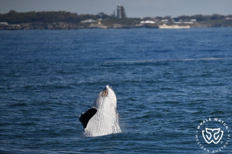 Whale Watch Western Australia