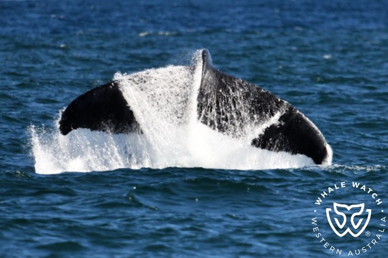 Whale Watch Western Australia