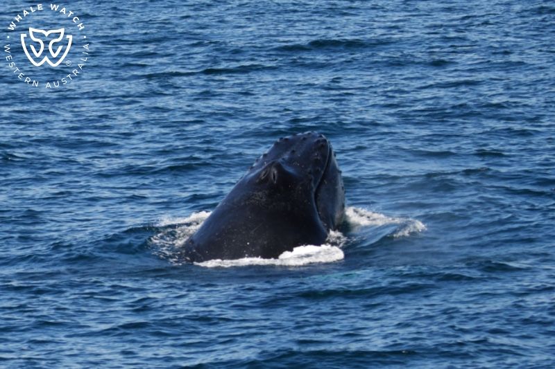 Whale Watch Western Australia