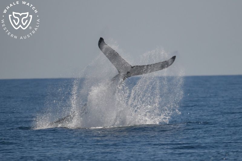 Whale Watch Western Australia