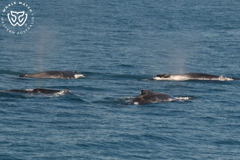 Whale Watch Western Australia