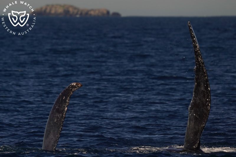 Whale Watch Western Australia