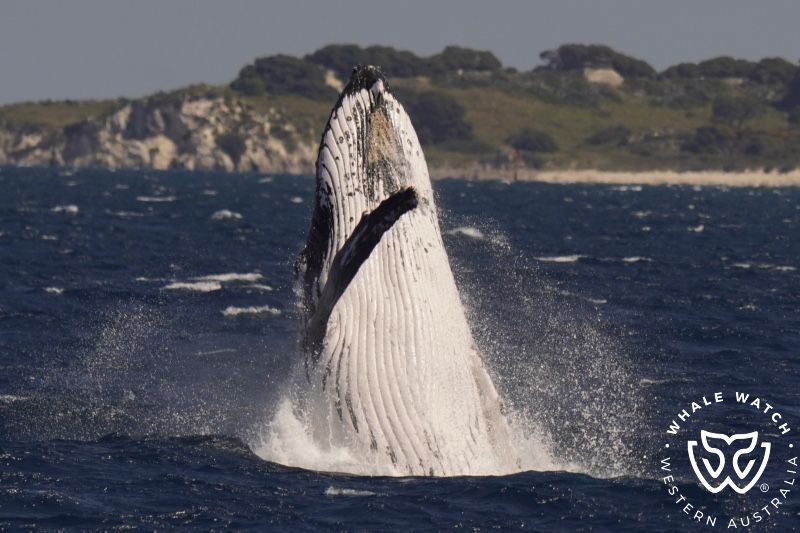 Whale Watch Western Australia