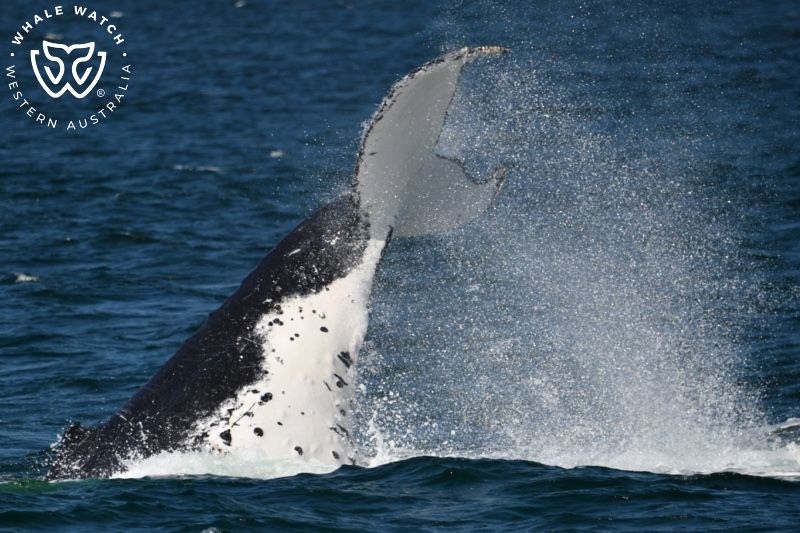 Whale Watch Western Australia