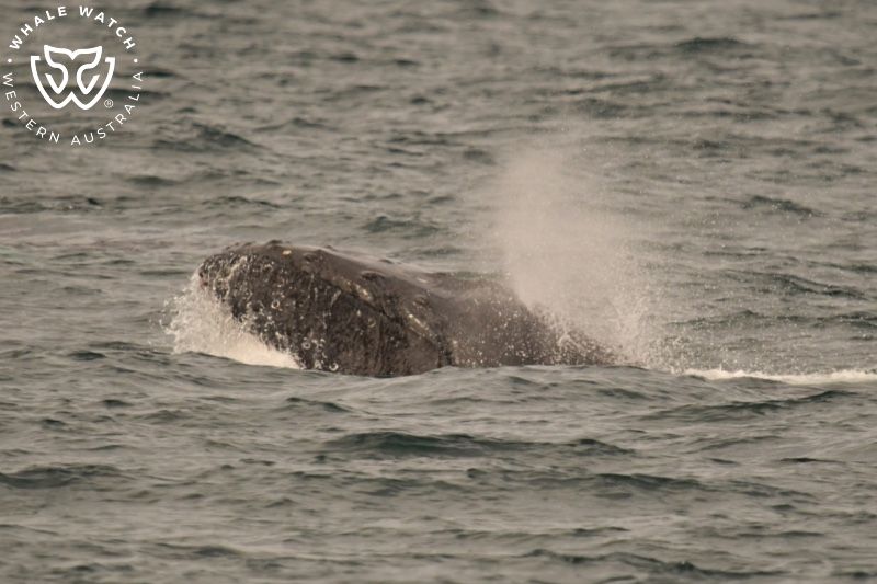 Whale Watch Western Australia