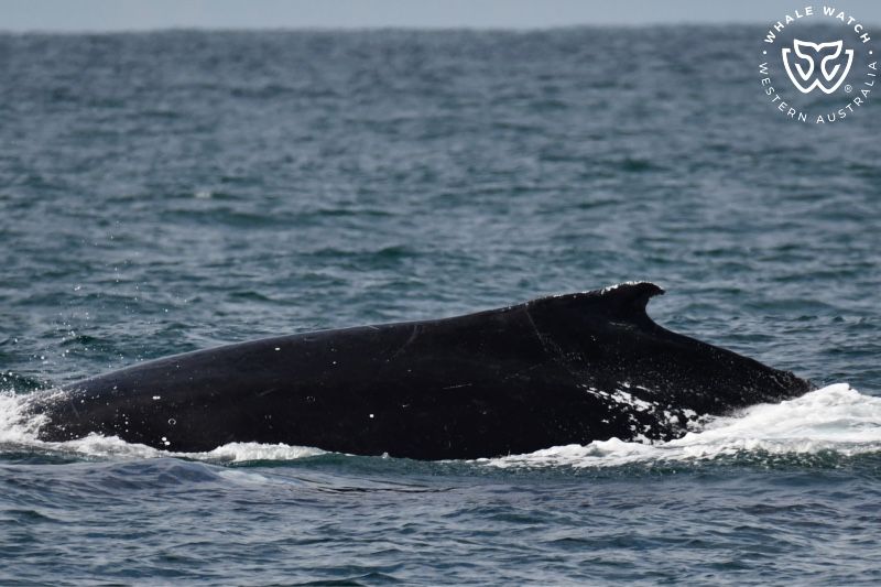 Whale Watch Western Australia