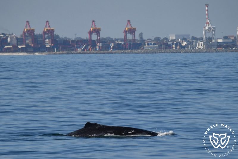 Whale Watch Western Australia