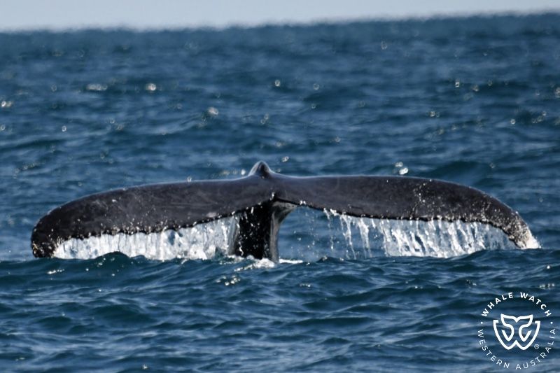Whale Watch Western Australia