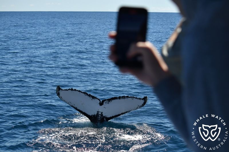 Whale Watch Western Australia