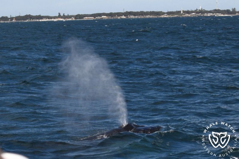 Whale Watch Western Australia