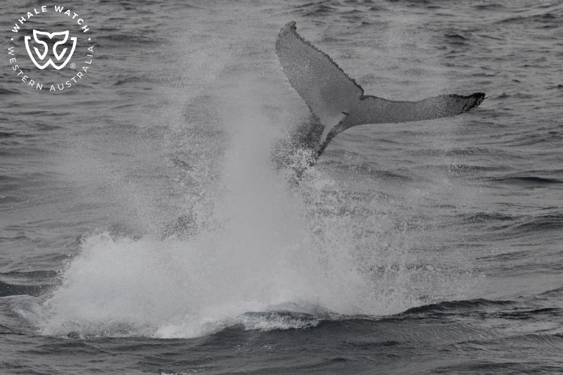 Whale Watch Western Australia