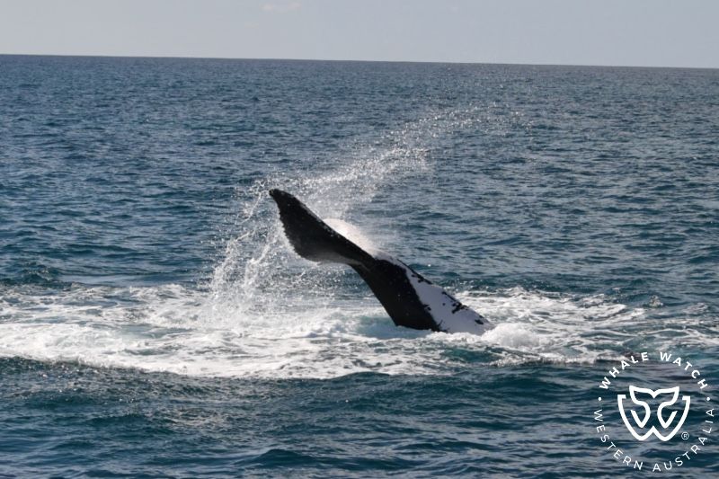 Whale Watch Western Australia