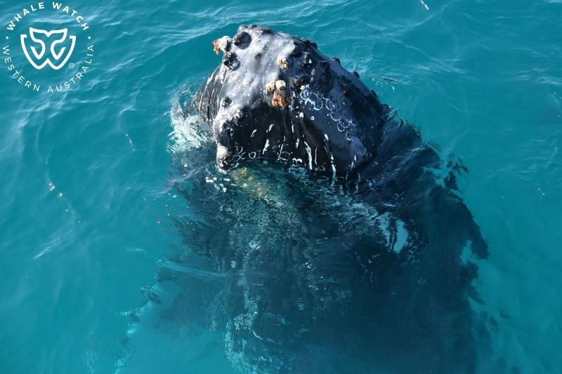 Whale Watch Western Australia