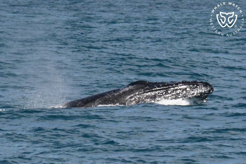 Whale Watch Western Australia