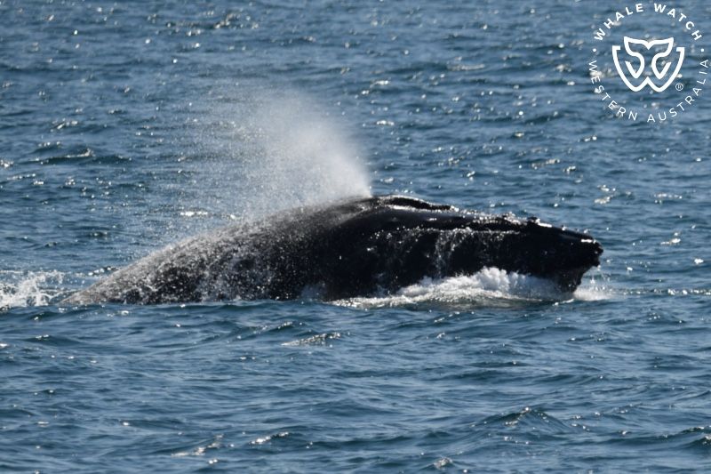 Whale Watch Western Australia