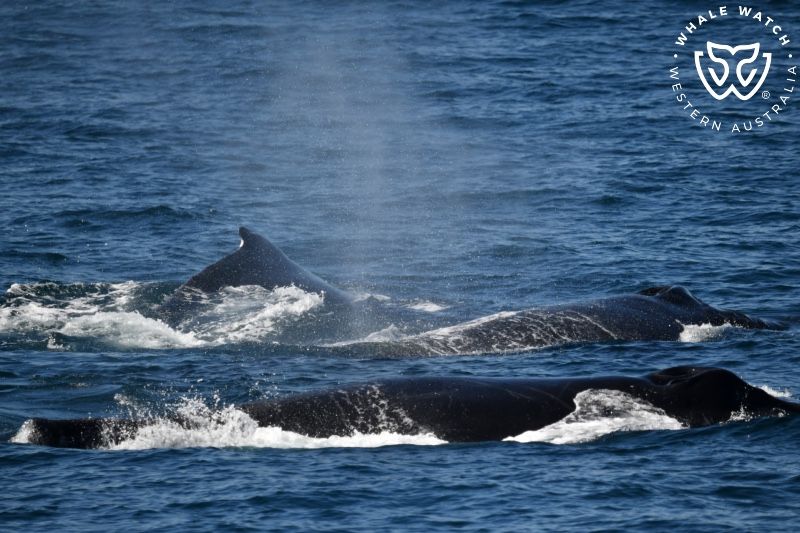 Whale Watch Western Australia