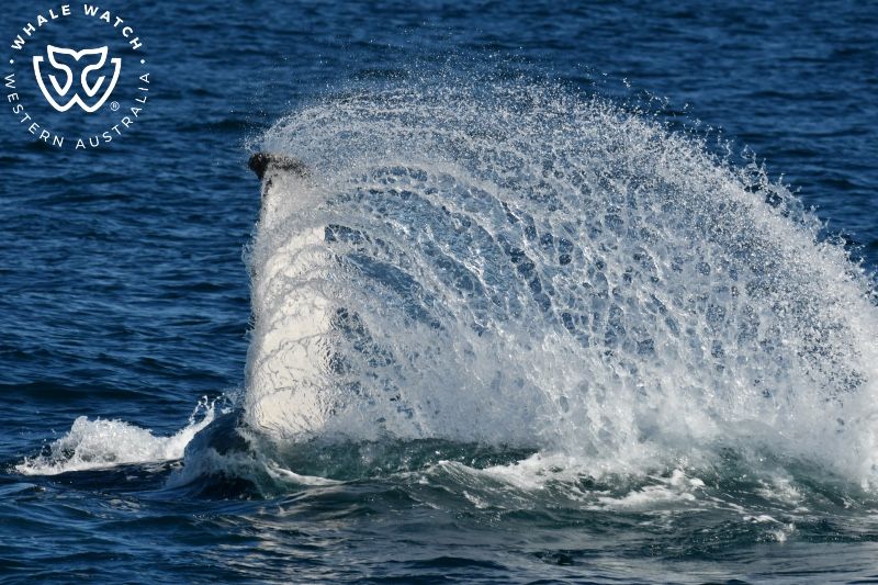 Whale Watch Western Australia