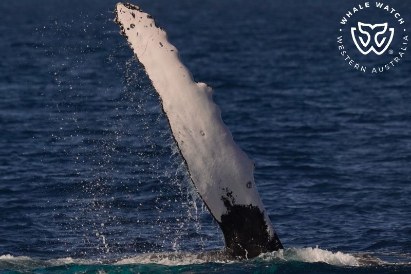 Whale Watch Western Australia