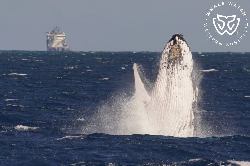 Whale Watch Western Australia