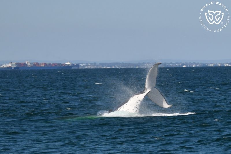 Whale Watch Western Australia
