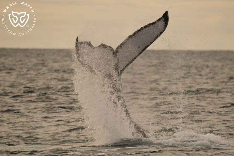 Whale Watch Western Australia
