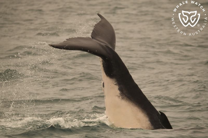 Whale Watch Western Australia