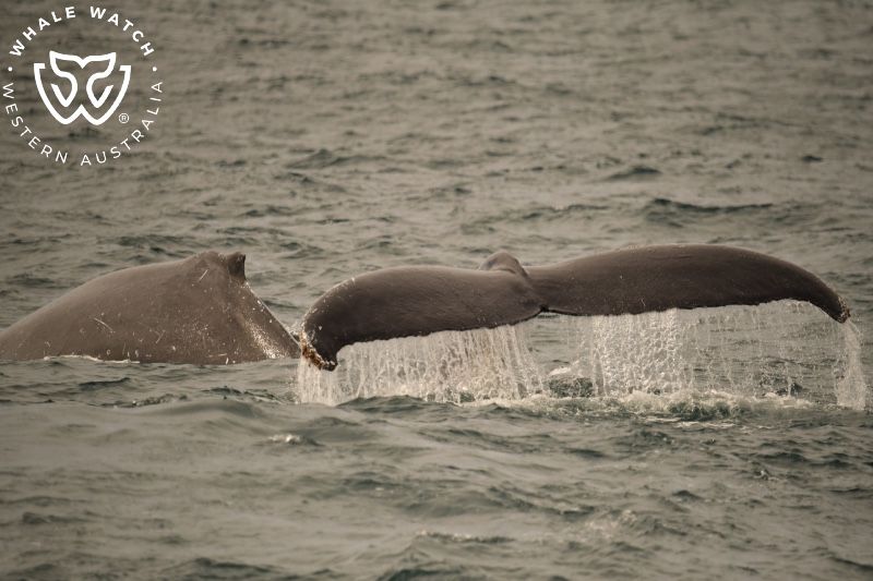Whale Watch Western Australia