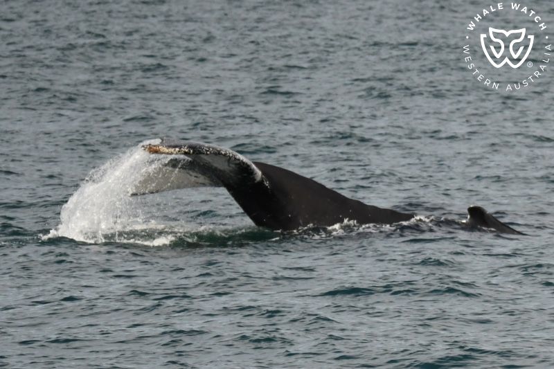 Whale Watch Western Australia