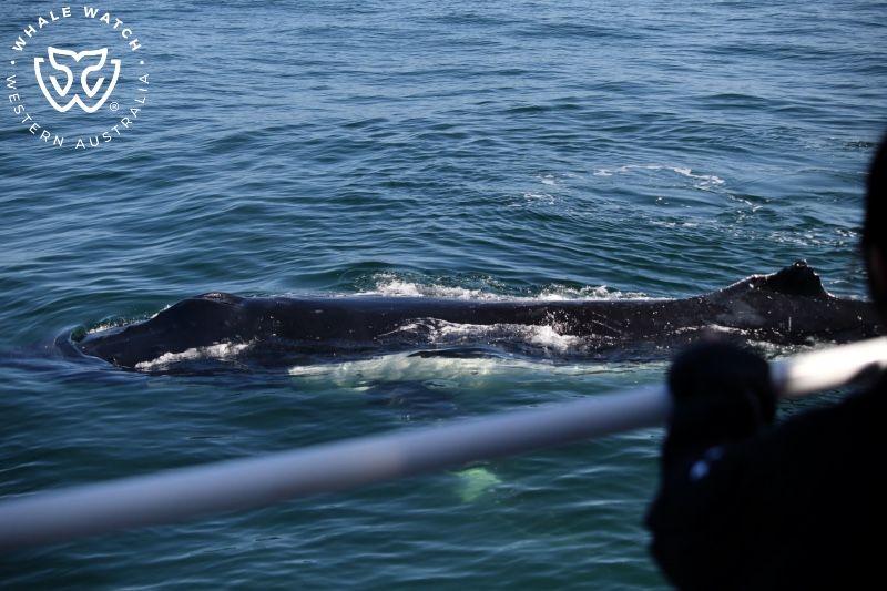 Whale Watch Western Australia
