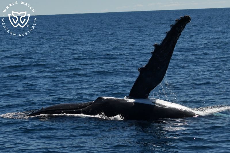 Whale Watch Western Australia