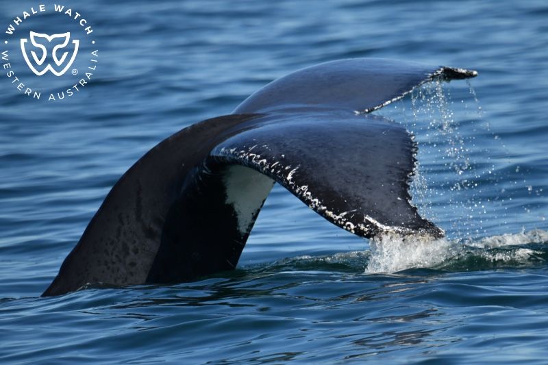 Whale Watch Western Australia