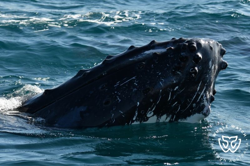 Whale Watch Western Australia