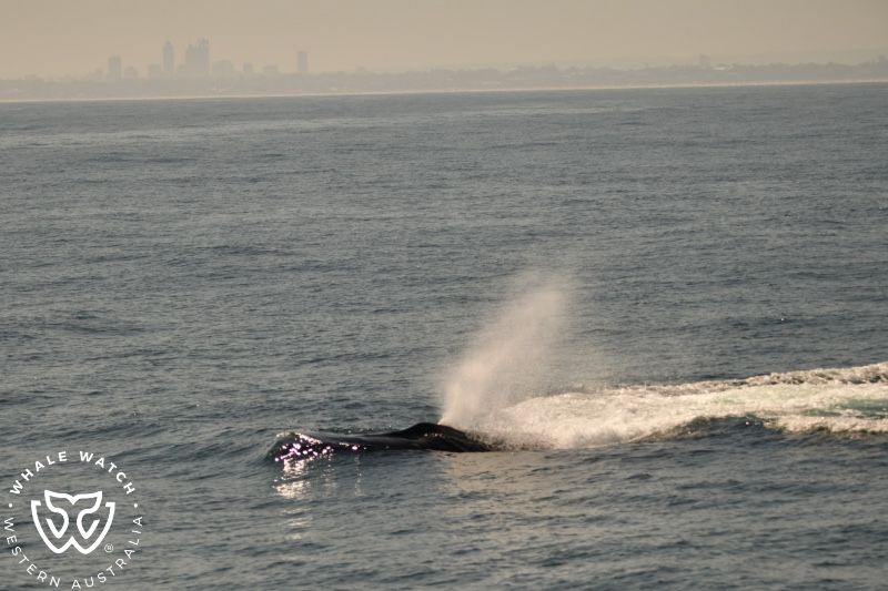 Whale Watch Western Australia