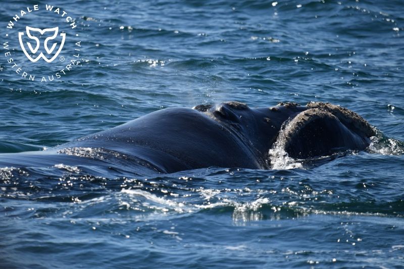 Whale Watch Western Australia