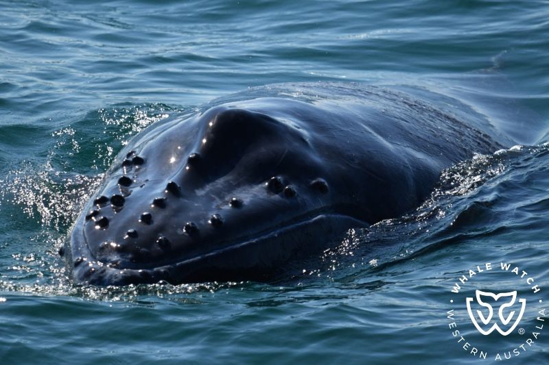Whale Watch Western Australia