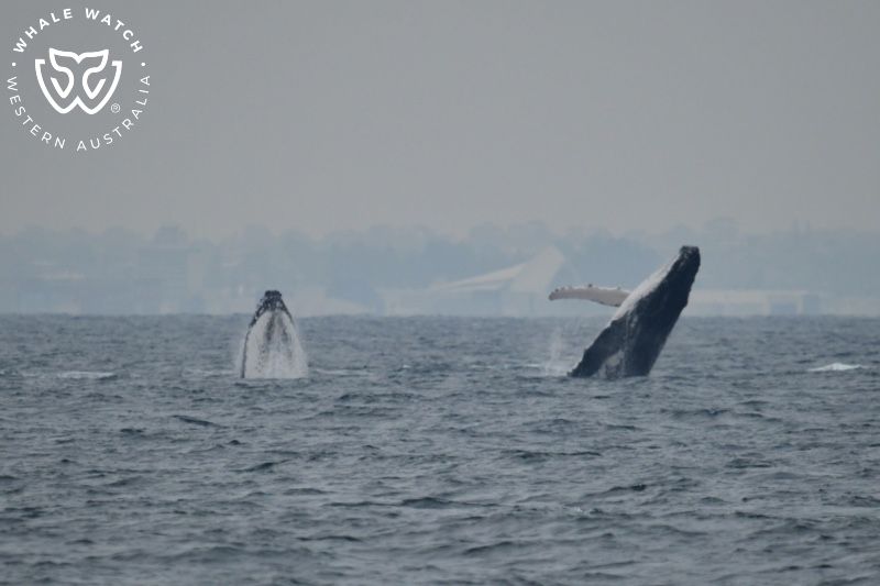Whale Watch Western Australia