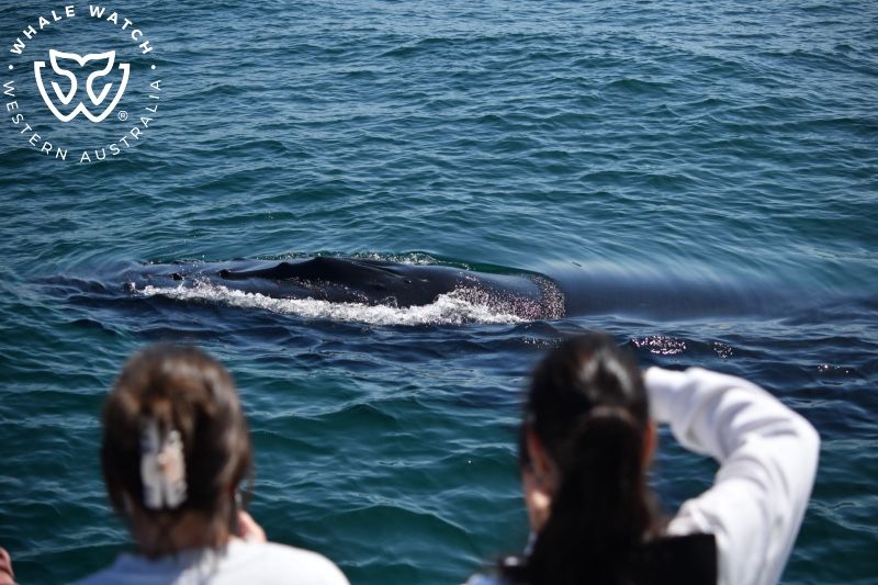 Whale Watch Western Australia