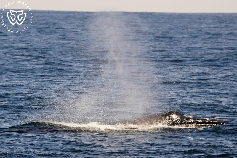 Whale Watch Western Australia