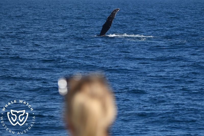 Whale Watch Western Australia