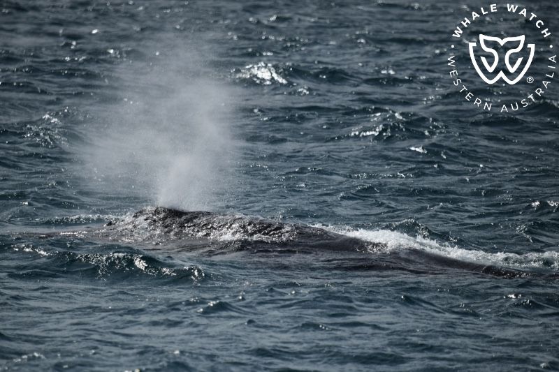 Whale Watch Western Australia
