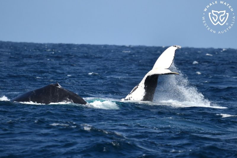 Whale Watch Western Australia