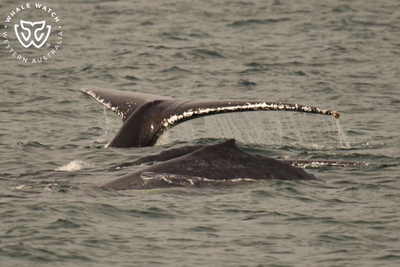 Whale Watch Western Australia
