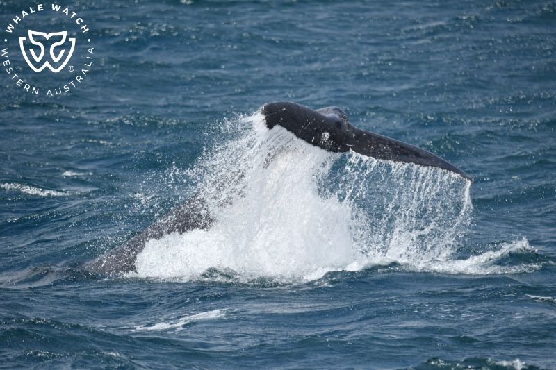 Whale Watch Western Australia