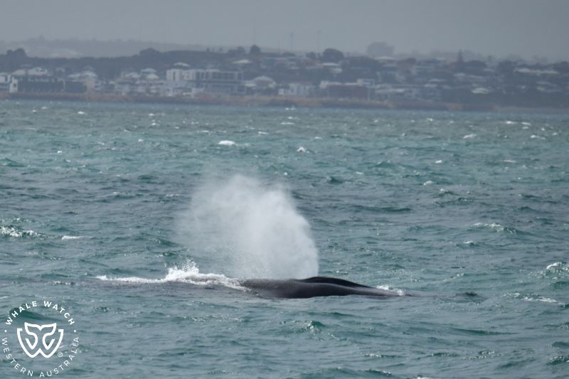Whale Watch Western Australia