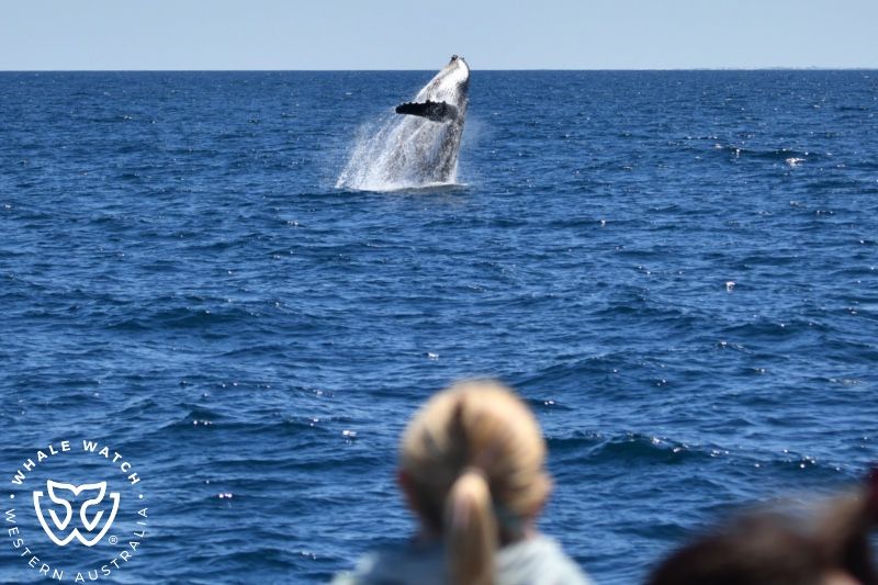 Whale Watch Western Australia