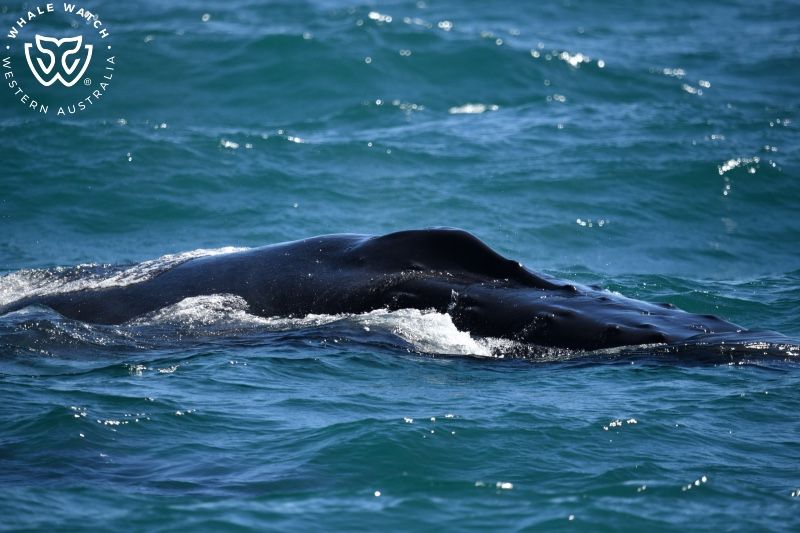 Whale Watch Western Australia