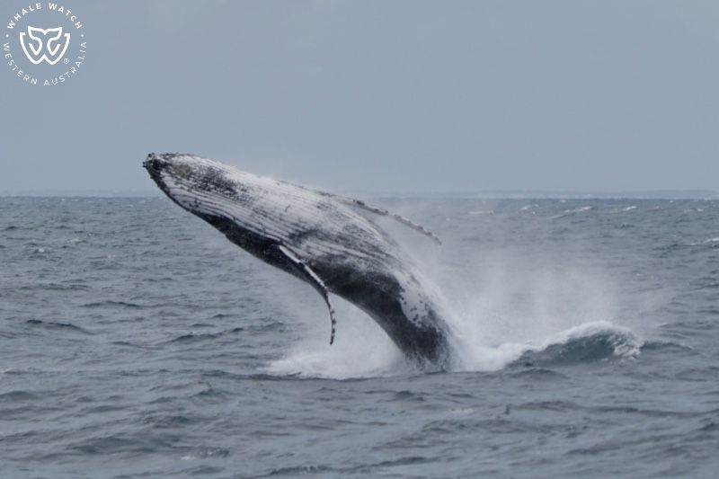 Whale Watch Western Australia