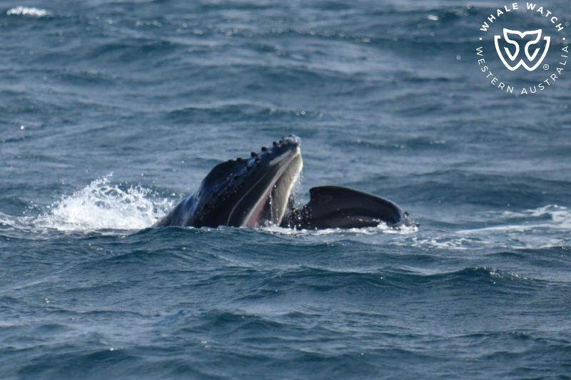 Whale Watch Western Australia
