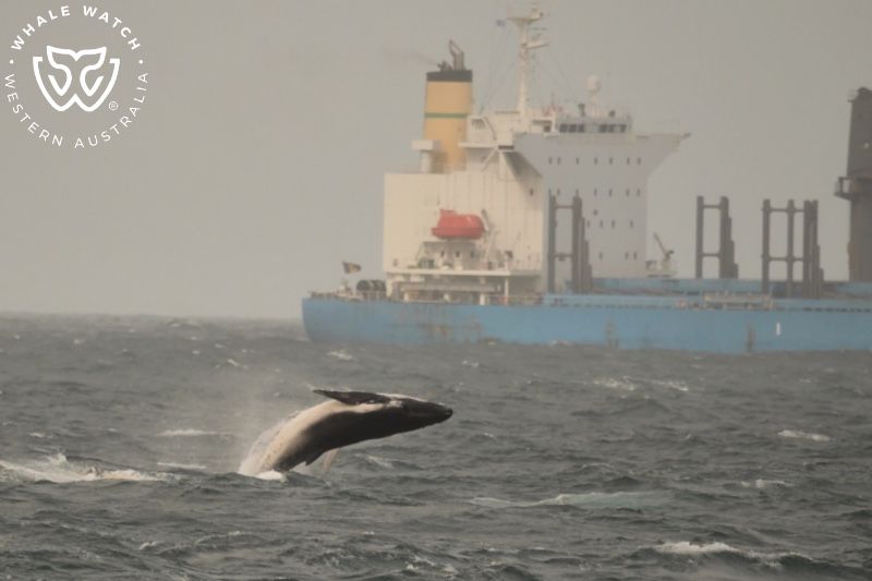 Whale Watch Western Australia